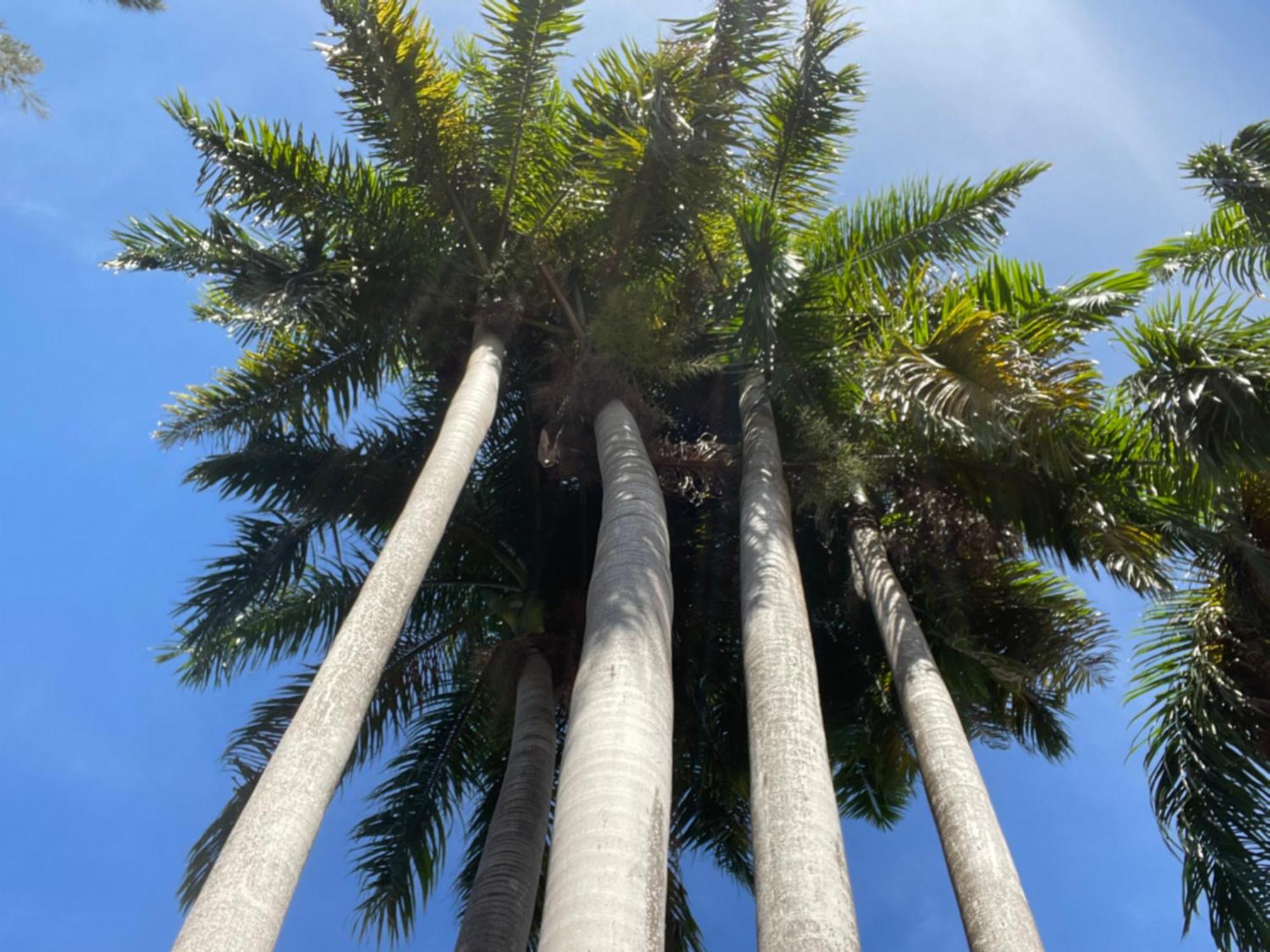 Peaceful Palms Montego Bay Hotell Exteriör bild